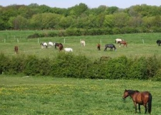  Horses 